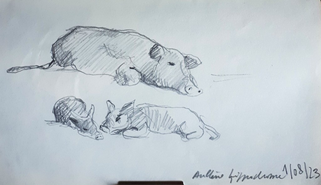 A pencil sketch of a resting adult pig and two piglets lying beside it.